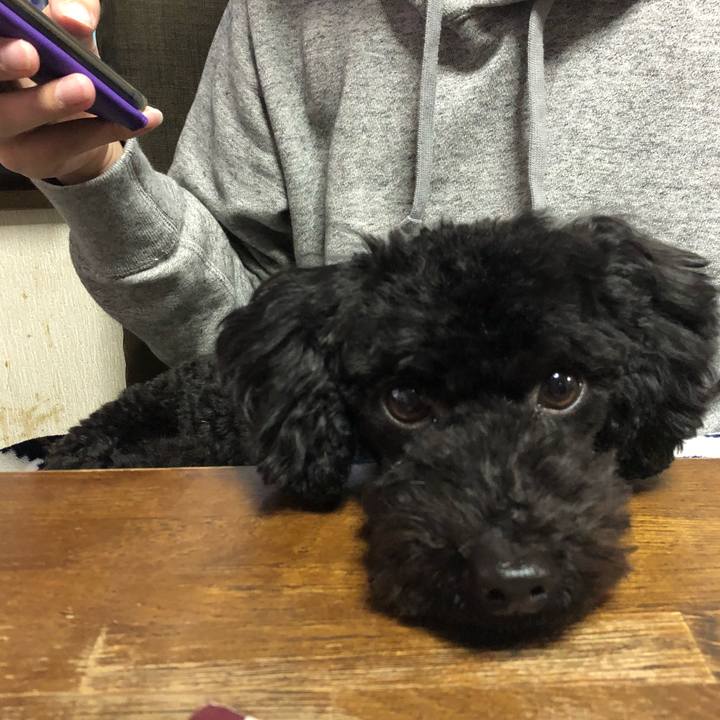 2a15a8ba b2b2 4241 aa02 89efa07d21d6 1526300529889