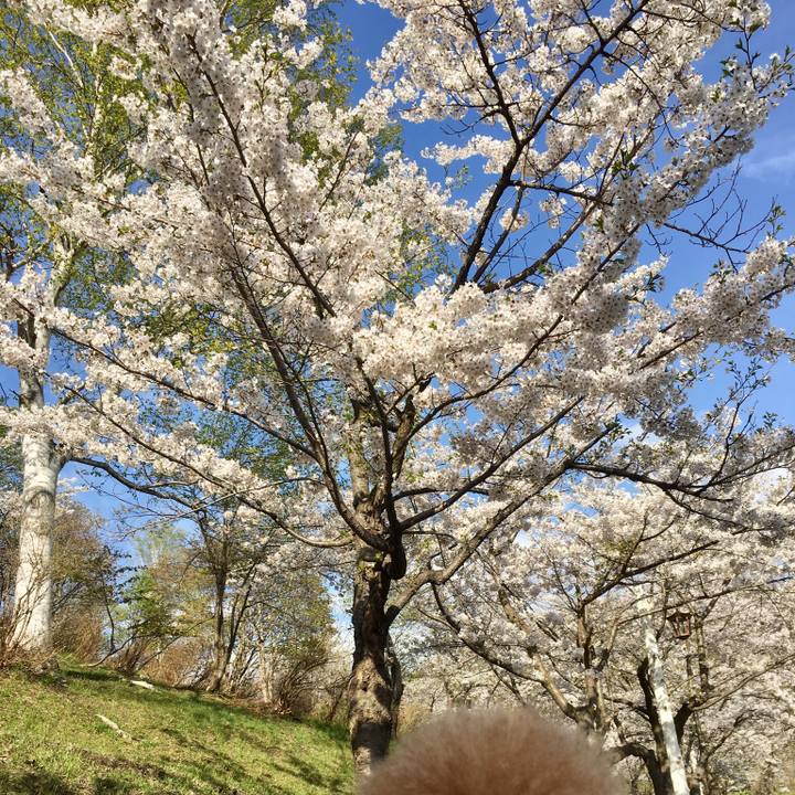 2a17477d c6f4 40ab b14c f2765ae5938e 1525689481300