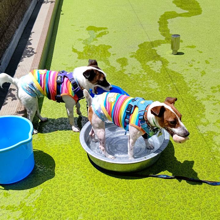 2a17db13 e6f1 49b2 b3aa b4396d5777e1 1626430182838