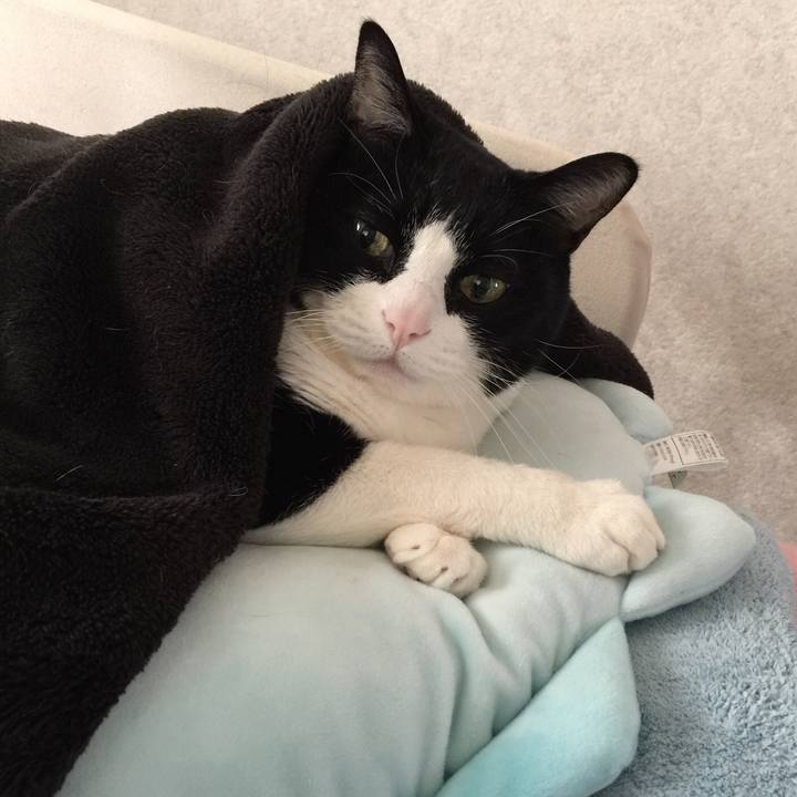 2a18158b 21ec 4a91 a713 9b578c10c43c 1513993055897