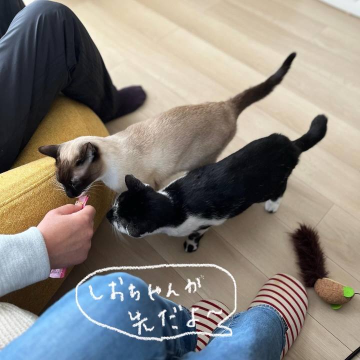 2a186c81 20db 4e2c 8a0d fb6caefad308 1742555712592