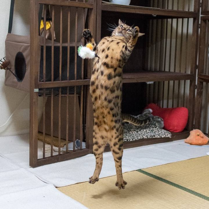 2a1b01ec 76e4 411d bcd2 4bf9ea64f764 1521207713593