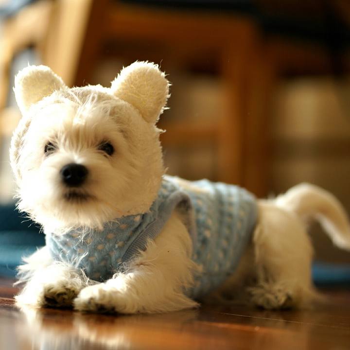 2a1bd9e6 c02d 4e00 8291 0cdaa2a1aaef 1522846075052