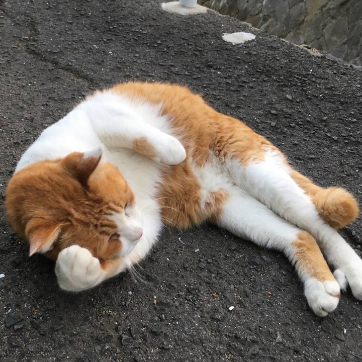 2a1c2b65 27a0 4e85 b5e7 12072313b3c4 1509845371584