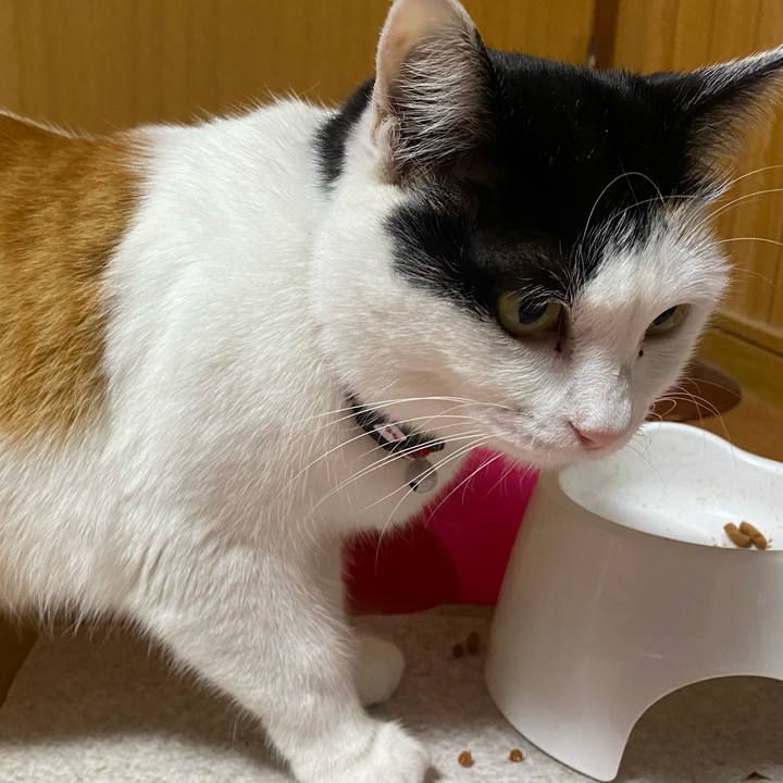 2a1f4ce2 3774 4ce0 beea d421928f132d 1648736954411