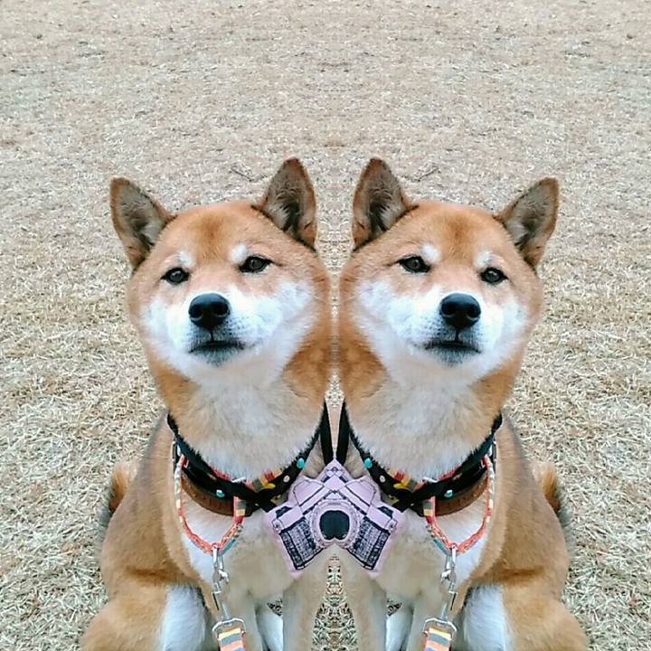 2a1fa57a 082b 4d2c 895c 56b7a1bb75ec 1576197734182