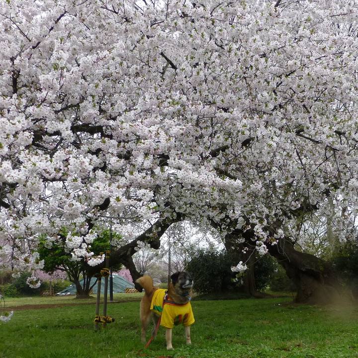 2a253c4c 16dd 4b72 81d3 4e758b09b348 1648601486734