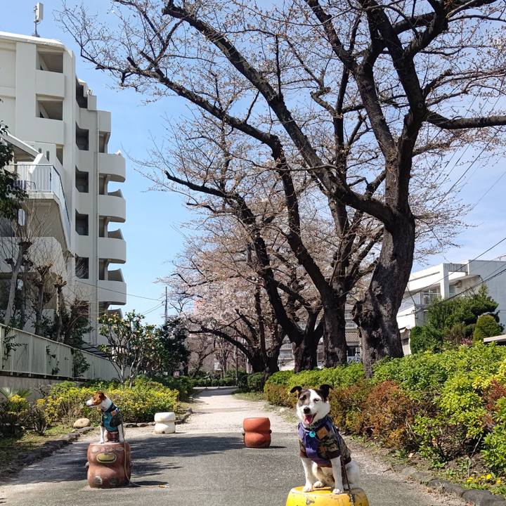 2a25ce15 983a 45fe 8dca ddaf17bcecd3 1711873444257