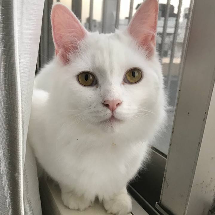 2a2884bf 01bc 42b7 b86f 1287f12d0f06 1521155651319