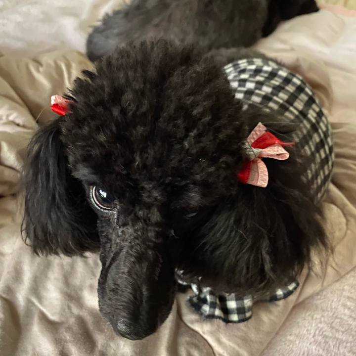 2a28bcdc be63 42a1 8b15 4e8589393cdd 1586902722397