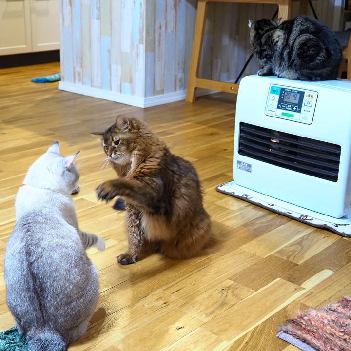 2a28ef9a aa0f 4f01 aad3 f230a41ab9bb 1733197706467