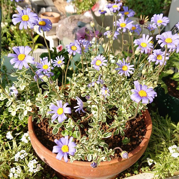 2a2a10db d527 4850 bb80 048cd8c17f41 1618035881572