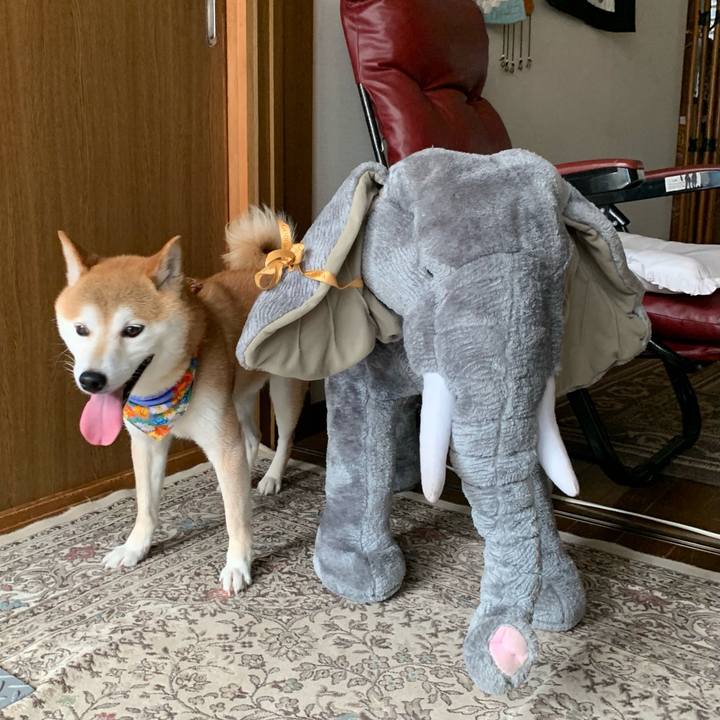 2a2a2f1d 8146 45c2 9101 d3ff60479178 1626000738409