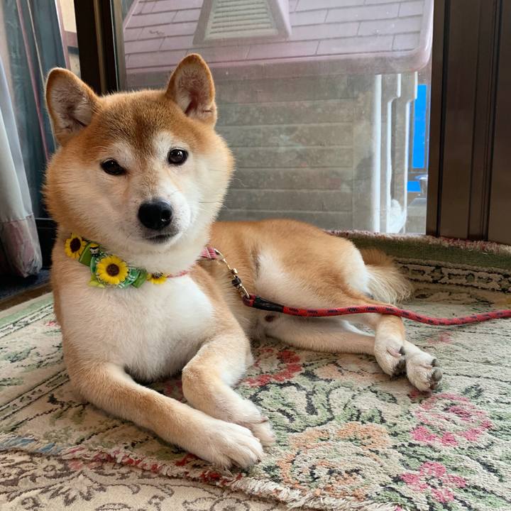 2a2ae6cc 6d03 42ea a015 1704453af05a 1596801088910