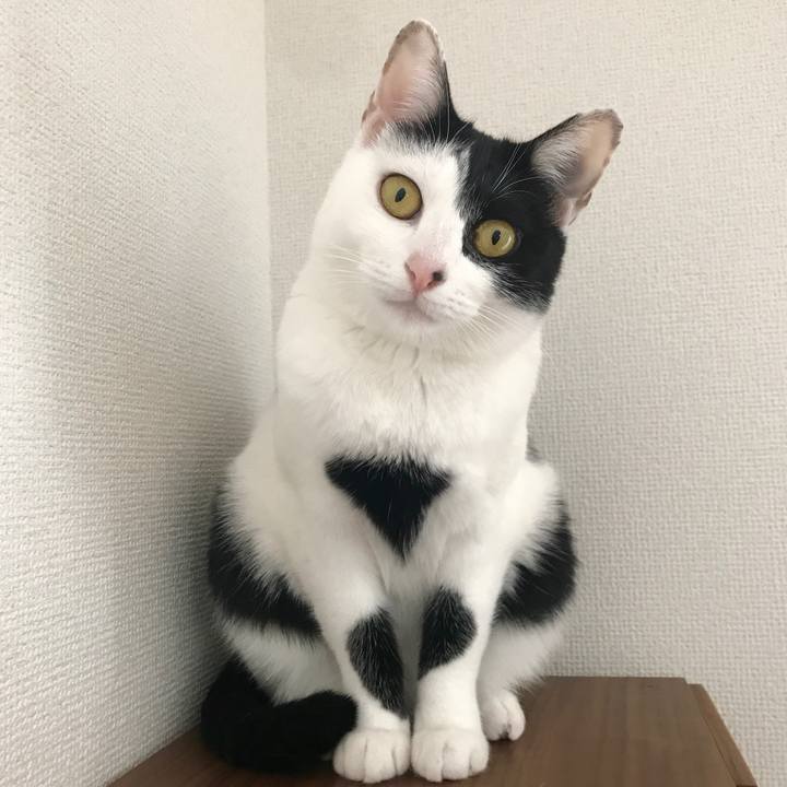 2a2b3a2b b0d8 4808 9d63 e7c26c8783cb 1512817643684