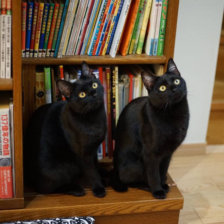 2a2bcf08 eab0 49ed a4cc f51a6d786e56 1518435623342