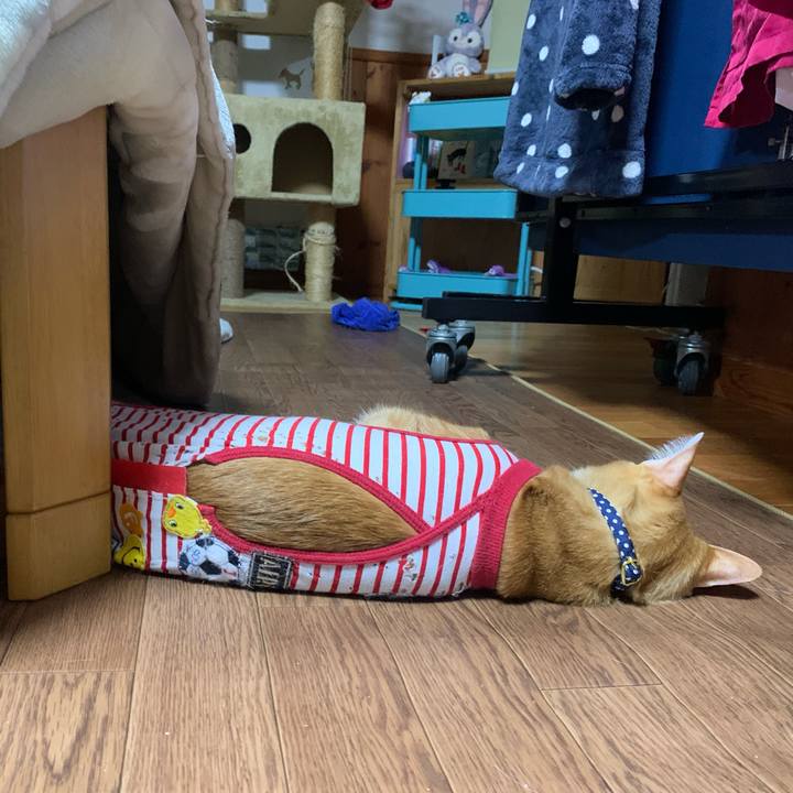 2a2c3a9d 8f47 454e 9f96 497806d08d3d 1583067530915