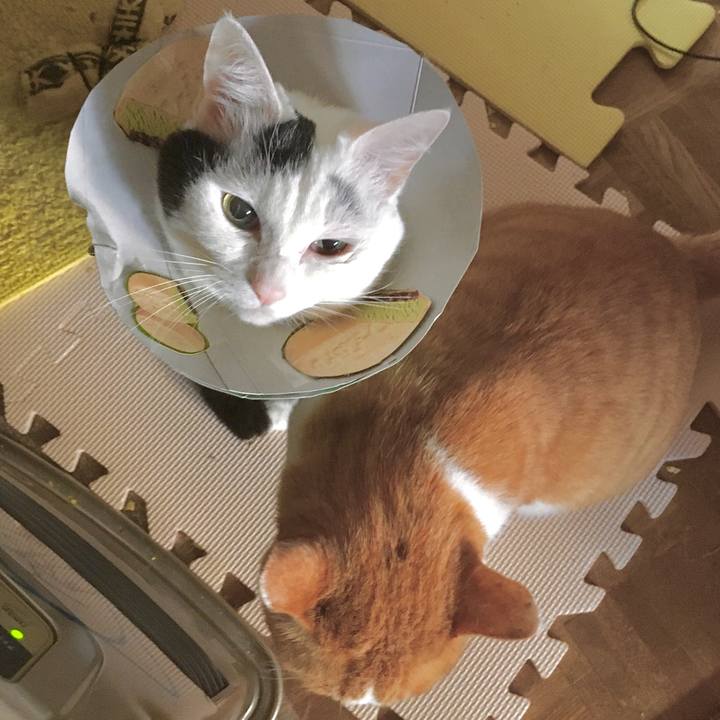 2a2d8972 ea98 4a38 8648 164a156b1781 1583220569595