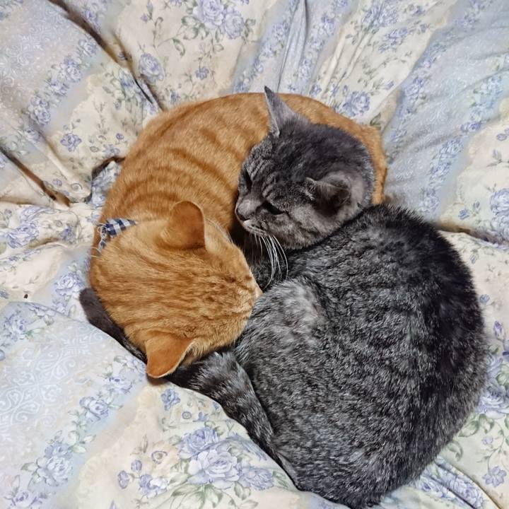 2a2dfba1 585e 493f 93ac 153f92dc203b 1575721346789