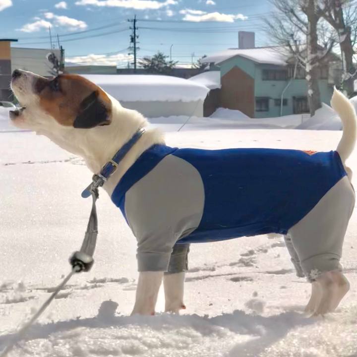 2a2f6dfd b3fc 49a0 9679 9b25621e38cc 1547731214179