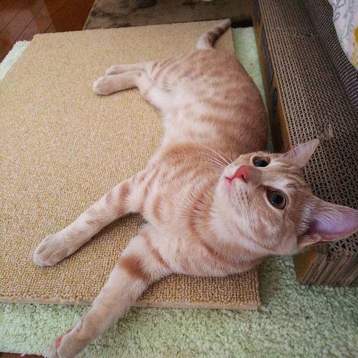 2a34564c 0f49 457e a77c 4f921edd90d8 1544921154962