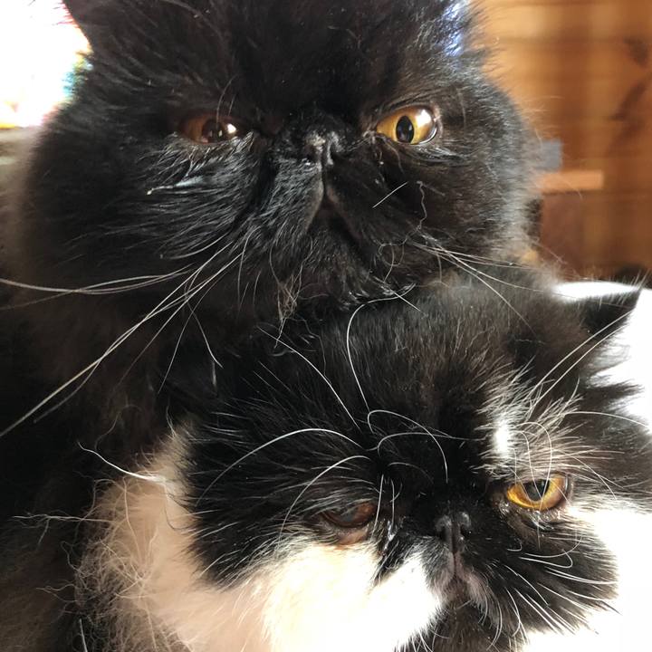 2a34f7f3 db03 4d4b 9608 8c926fcc3388 1531555422626