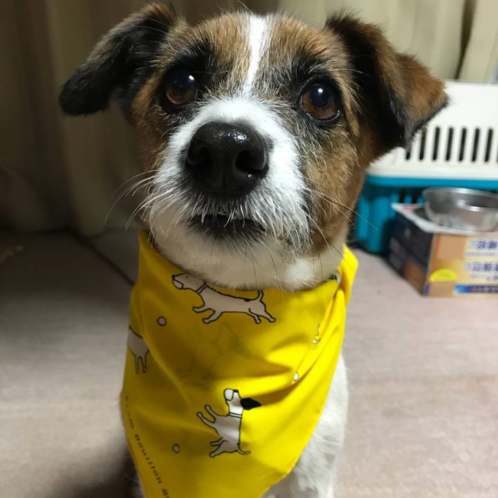 2a360f4d b520 47fc 854c 09e8ae57428d 1527939148967