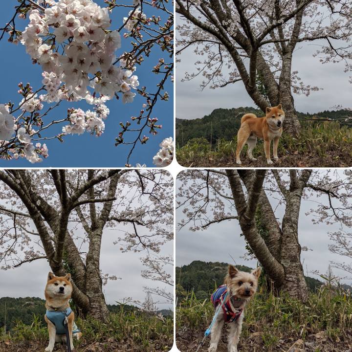 2a3baa44 503f 47ba 9632 ba7de158a8b6 1585561479217