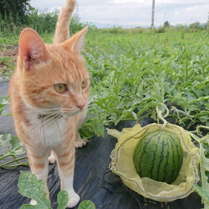 2a4093df 246b 4481 afcc 78a96138796b 1594632480454