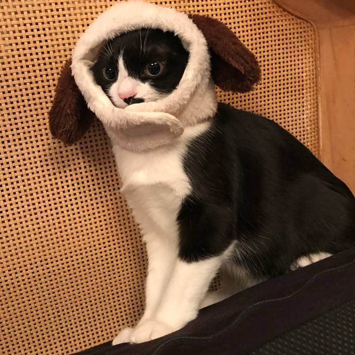 2a41da2d db29 48f9 9cf1 9df053c4f69c 1516546572661