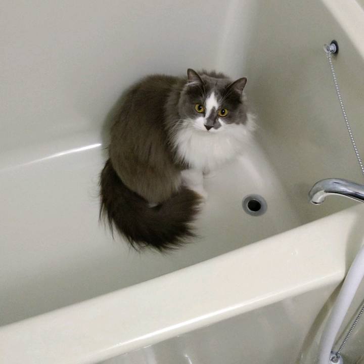 2a45a8f6 1310 41e6 903f b1dedb15f80d 1617188878360