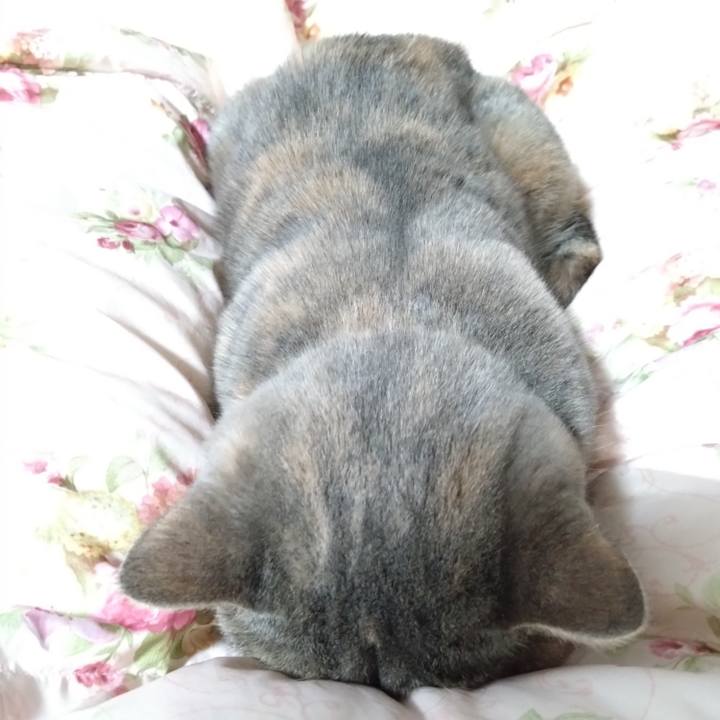 2a486aa3 69ca 4f2c 8dfd 0a4a54e547ad 1769759426751