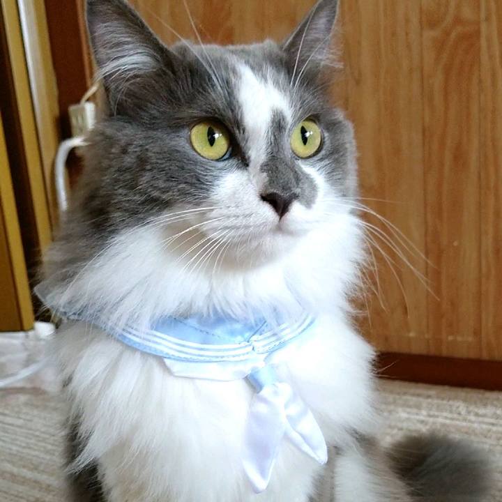 2a48b703 65b2 4d28 b438 5b58bbfe69ed 1598074818611