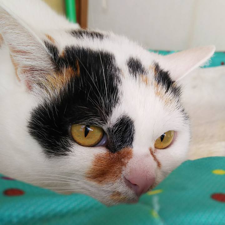 2a48d432 4a22 423b b804 a9711de55ef6 1514953938368