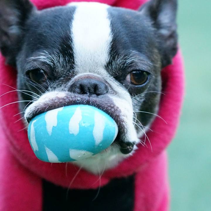 2a4af152 2f6a 4ade bb4b 42d8f3be736f 1513336618867