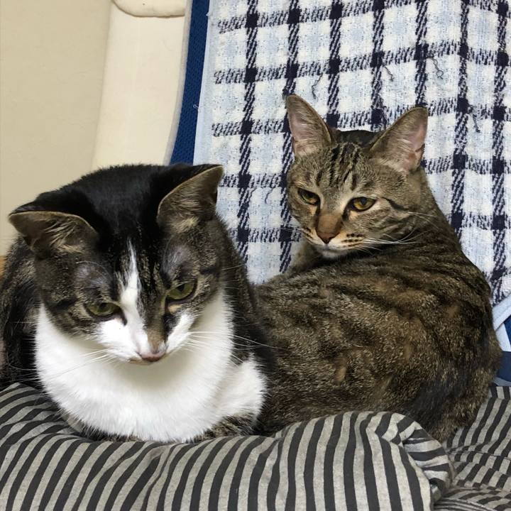 2a4c4bb1 f68e 41ac b0c3 d37273a650cd 1529048675710