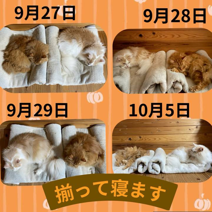 2a4c6057 f500 4358 a4df 5f4b12a06077 1728517255509