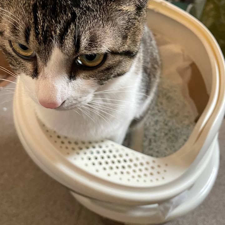 2a4ca709 c0ce 4265 b8d3 62f9bfe70f8f 1744898750392