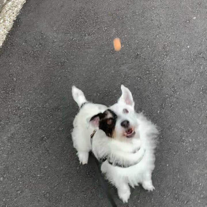 2a4dba0a 53c2 4ffa be35 a9192f74c3c6 1755126197824