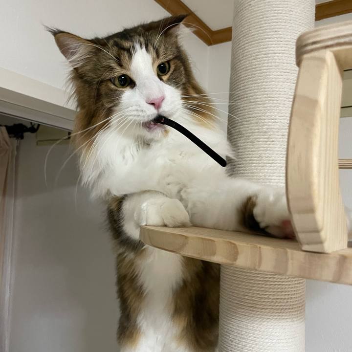 2a4e1463 ae7b 47d4 bf0a a000315690c6 1668720182886