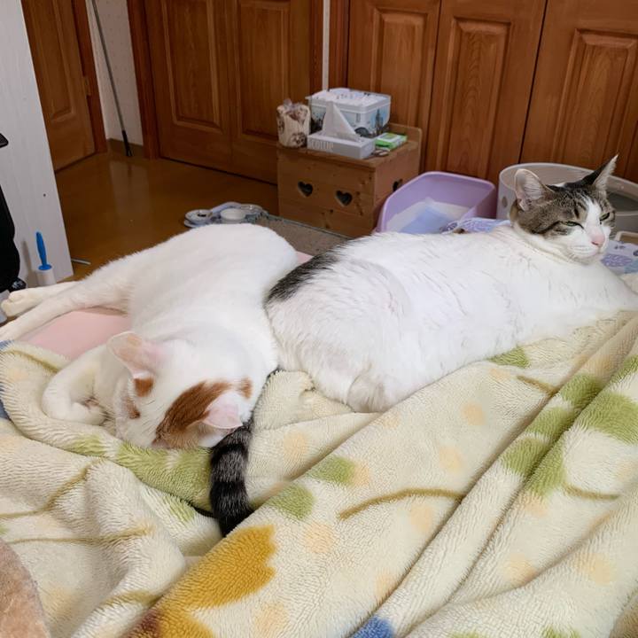 2a545307 7b83 48be b278 ac98a955a3c2 1609037621614