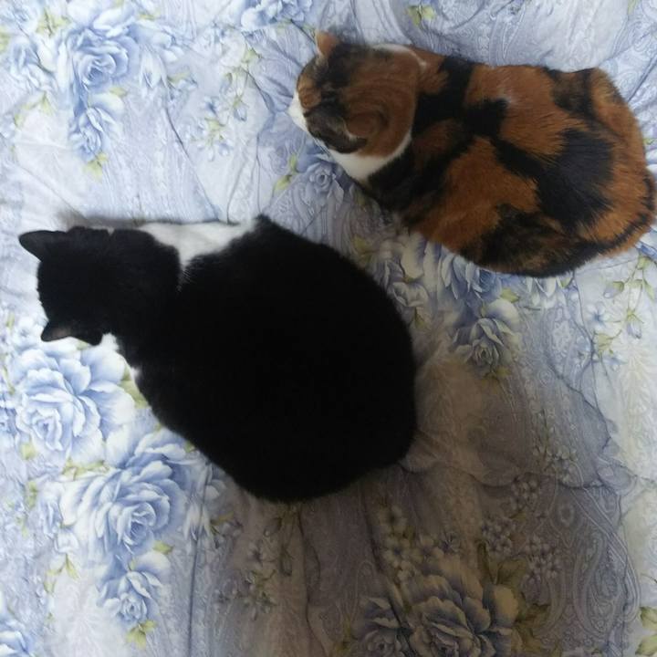 2a56ecfa d964 4d50 b686 914e5e1662e4 1543787546137