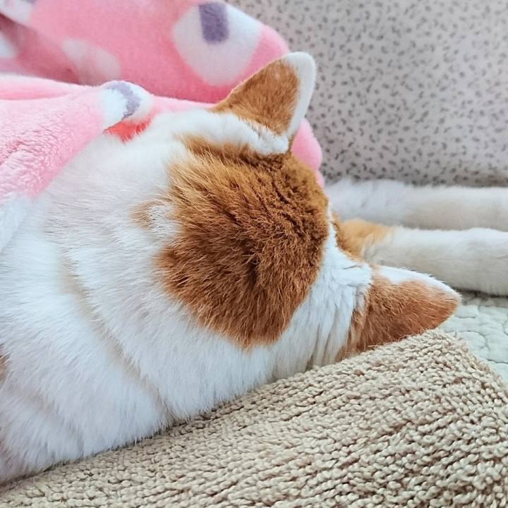 2a591fdc 5e36 417d 996f a5205f8a6478 1739526325825