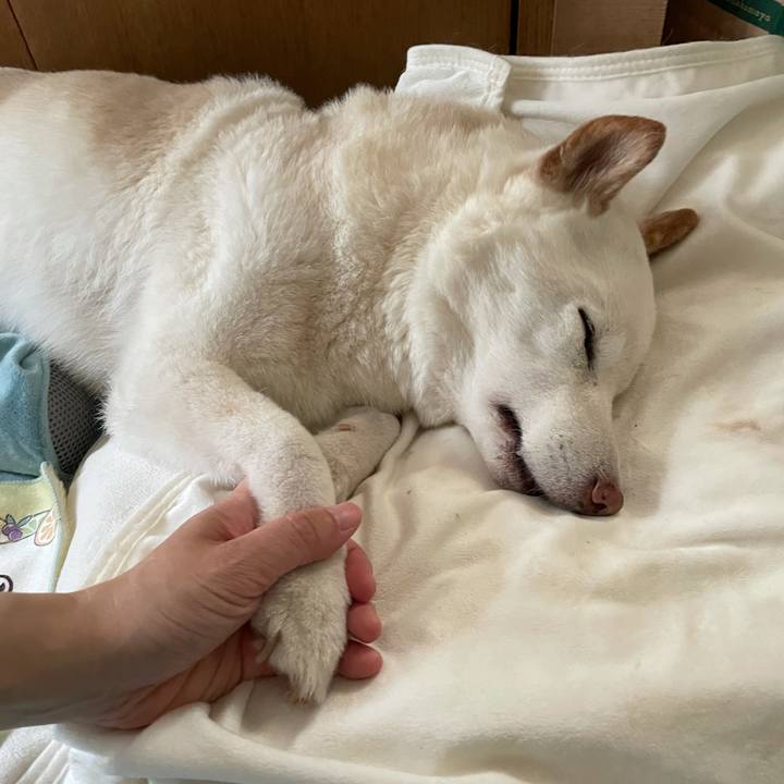 2a5e736e 9971 403d bec0 85483e690725 1634700316645