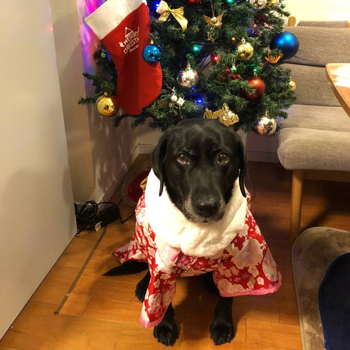 2a5fceae 155a 4f60 9319 6a5db914cb07 1544450322685