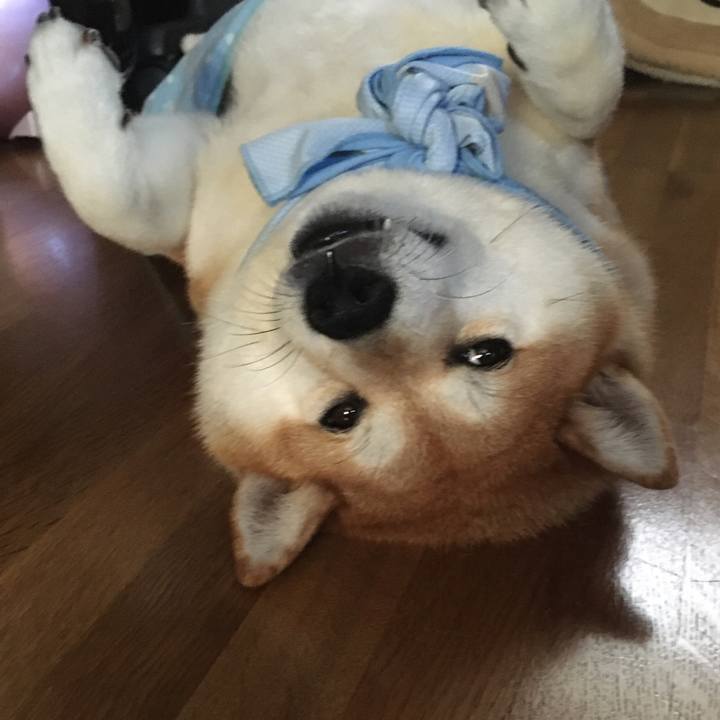 2a6081bc 6d74 4de0 896a e7fcc400368d 1598756497851