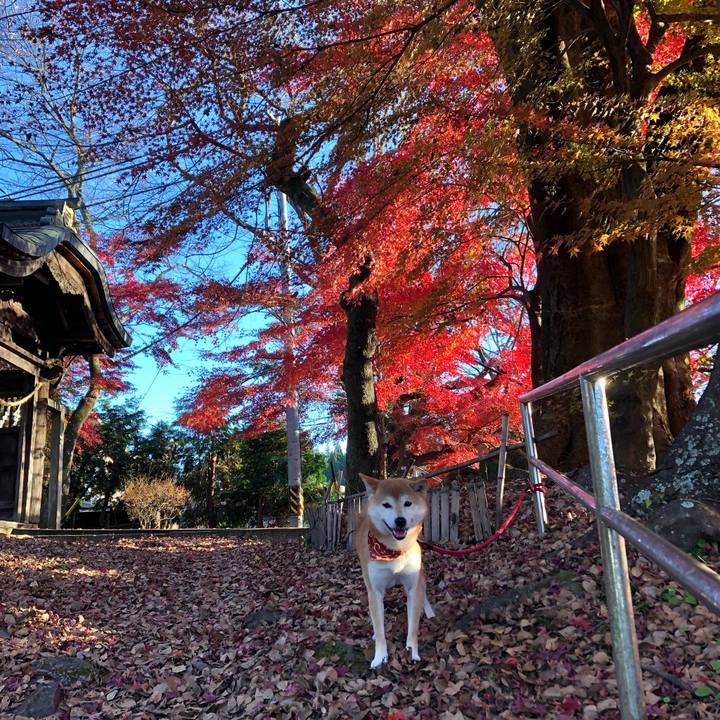 2a61b57b bb09 4a81 8885 008350e8dfa5 1543310350732