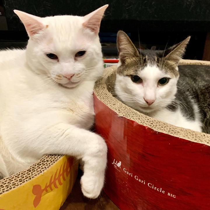 2a62b99c c665 47a7 b221 c20231ec969f 1575004764659