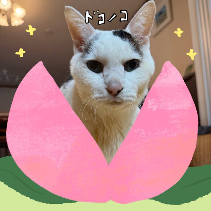 2a65d0a0 5038 4e1a a158 db80daceca3c 1771826732272