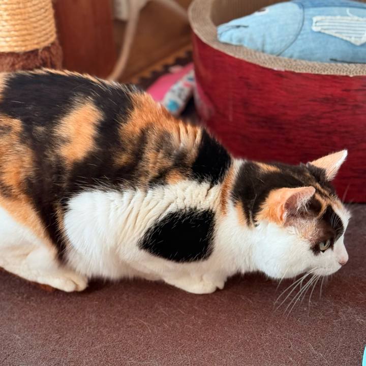 2a67c4d8 f390 4c65 bb99 68617106cba0 1743300689340